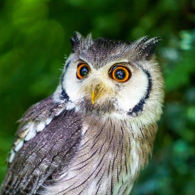 Weissgesichtseule (1 von 1)